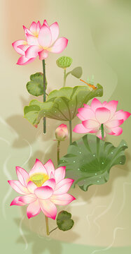 荷花池