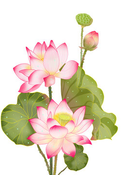 荷花