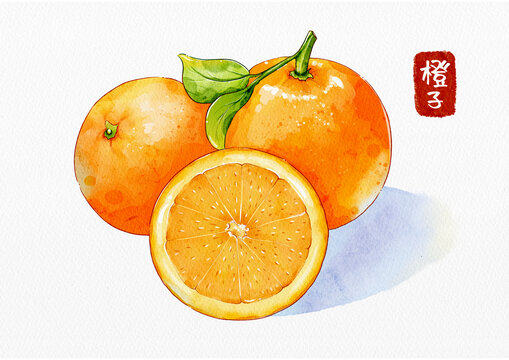 橙子元素水彩插畫