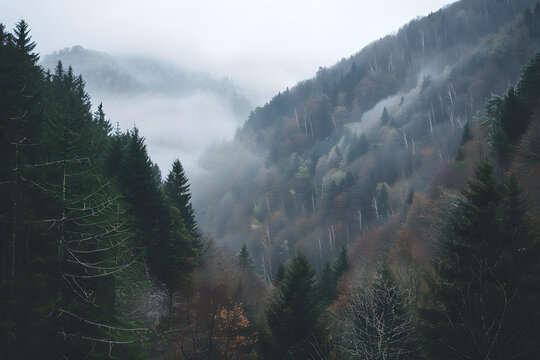 秋季山林霧景