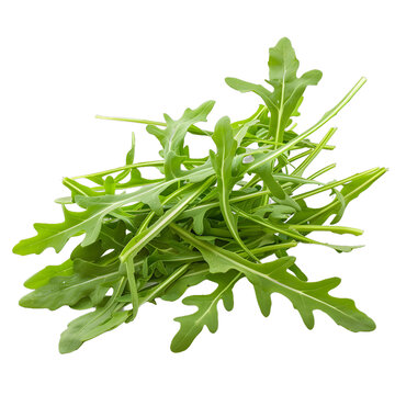 [免摳素材]新鮮綠色的芝麻菜葉在白色背景上隔離