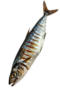 [免摳素材]白底烤青花魚