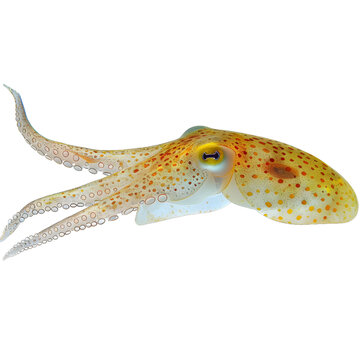 [免摳素材]一只美麗的螢火蟲章魚
