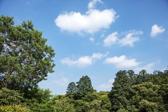 青山綠樹