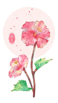 扶桑花
