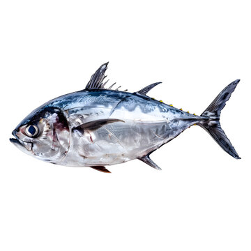 [免摳素材]藍(lán)鰭金槍魚