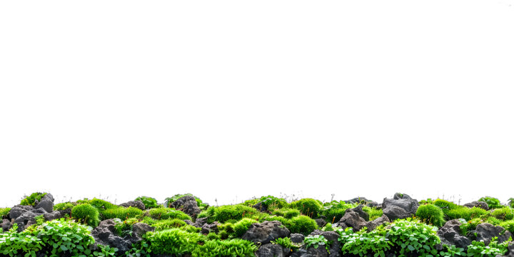 [免摳素材]白底綠苔石背景