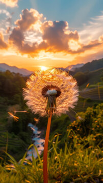 蒲公英隨風(fēng)飄散