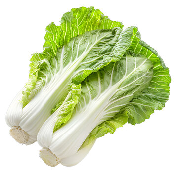 [免摳素材]新鮮大白菜