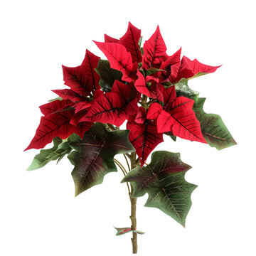 [免摳素材]圣誕節(jié)紅色一品紅花卉裝飾