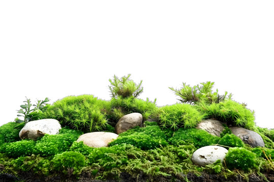 [免摳素材]綠色苔蘚和石頭白色背景