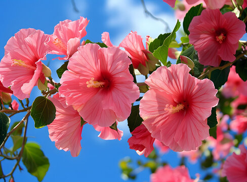 芙蓉花盛開