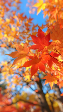 陽(yáng)光下的紅色楓葉