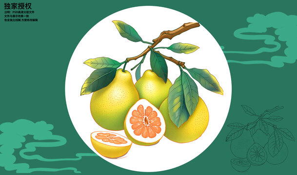 柚子插畫