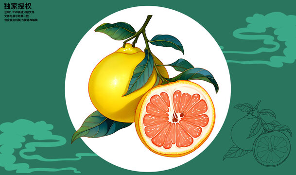 蜜柚插畫