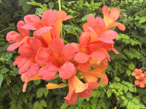 凌霄花開