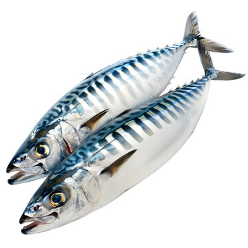 [免摳素材]兩只鯖魚躺在白色背景上