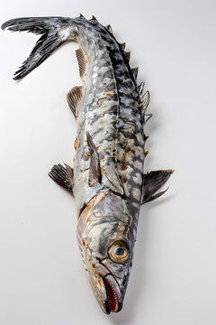 一條大魚(yú)躺在白色背景上，魚(yú)嘴微張，露出鋒利的牙齒。