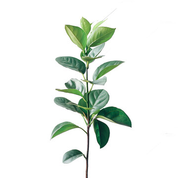 [免摳素材]一株綠色植物的特寫