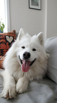 薩摩耶犬坐在沙發(fā)上對著鏡頭微笑