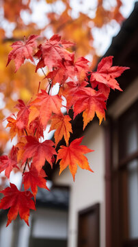 秋天的紅楓葉