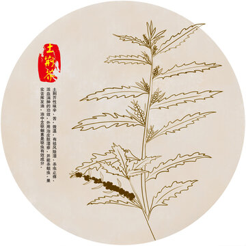 手繪土荊芥插畫(huà)線稿