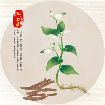 手繪三白草包裝插畫