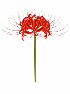 插畫手繪紅色彼岸花曼珠沙華