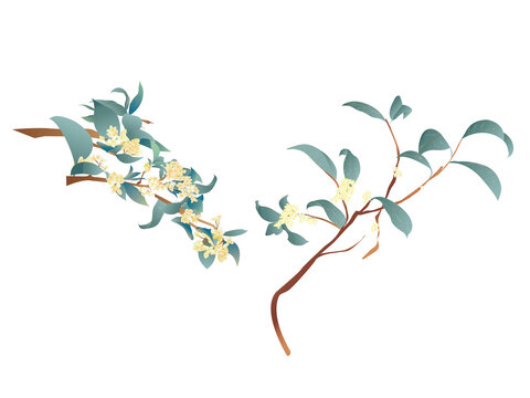 桂花