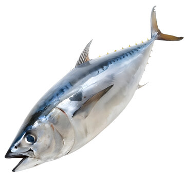 [免摳素材]一條大藍(lán)鰭金槍魚的圖片