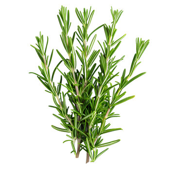 [免摳素材]新鮮迷迭香草本植物特寫