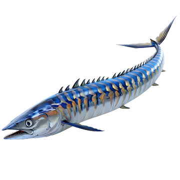 [免摳素材]3D繪制的馬鮫魚