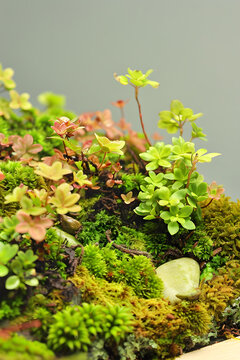 綠色苔蘚和植物背景