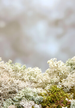 白色馴鹿苔蘚背景