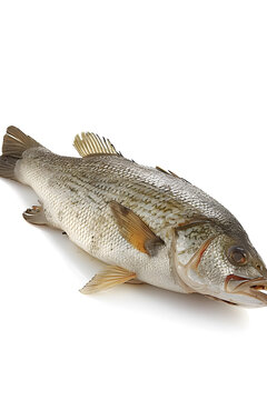 新鮮的魚(yú)的AI圖片