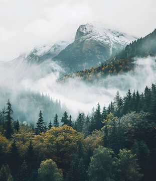 霧氣繚繞的山林景觀