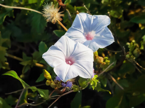 喇叭花