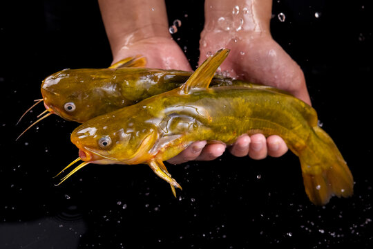 昂刺魚