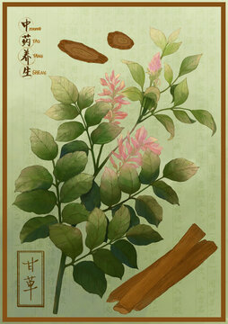 中藥甘草插畫