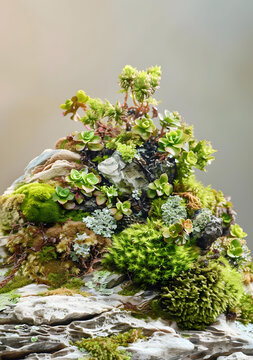 石頭上生長的綠苔和多肉植物