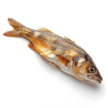 白色背景上的烤魚