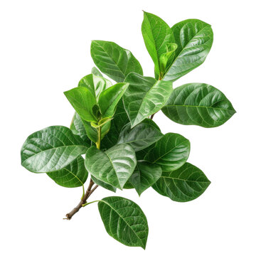 [免摳素材]玉蘭花葉