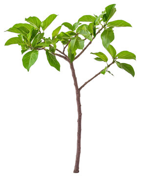 [免摳素材]白色背景上的綠色植物枝條