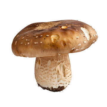[免摳素材]白色背景上的棕色蘑菇