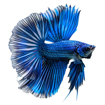 [免摳素材]一條在白色背景下展示的斗魚