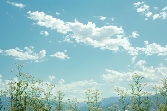藍(lán)天白云綠植背景
