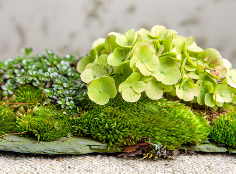 青苔和繡球花在石板上