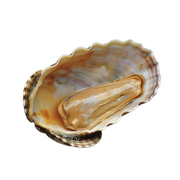 [免摳素材]鮑魚閉殼肌