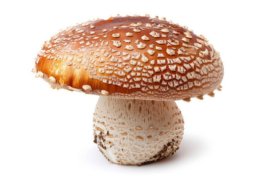 棕色大蘑菇的近照