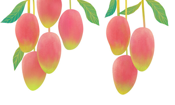 芒果